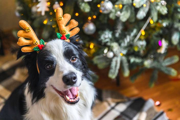 black and white border collie dog smiling while wearing reindeer ears in front of a Christmas tree